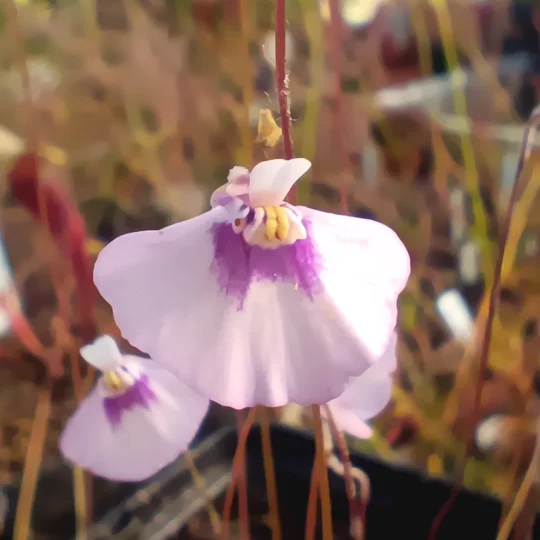 Utricularia uniflora L-form, Lismere, 20 seeds