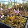 Utricularia warburgii