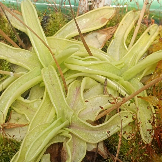 Pinguicula primuliflora Typical, 20 seeds