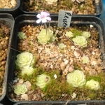 Pinguicula esseriana
