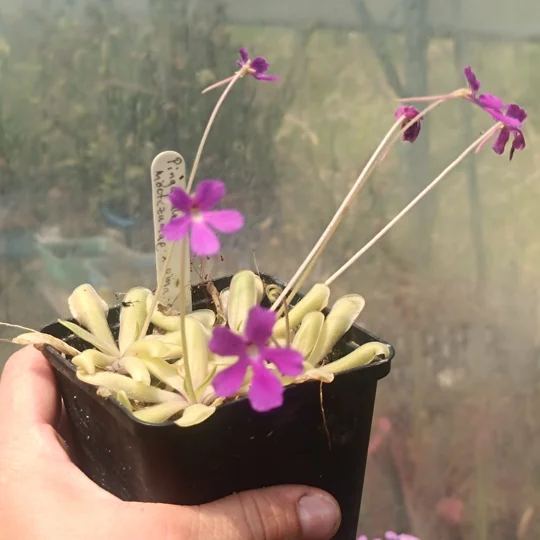 Pinguicula moctezumae x emarginata