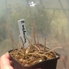 Pinguicula medusina