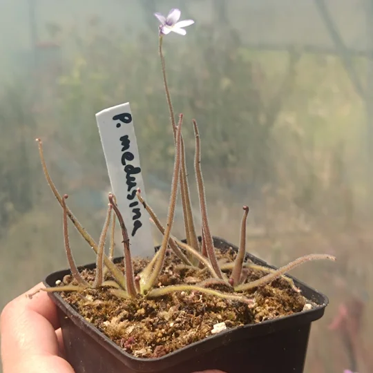 Pinguicula medusina, Laguna Encantada, Oaxaca