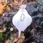 Utricularia pubescens