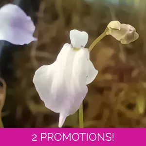 Utricularia livida Typi..