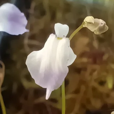 Utricularia livida Typical