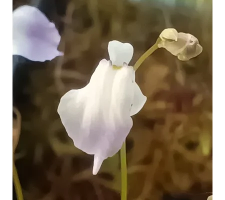 Utricularia livida Typical