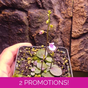 Utricularia calycifida Asena..