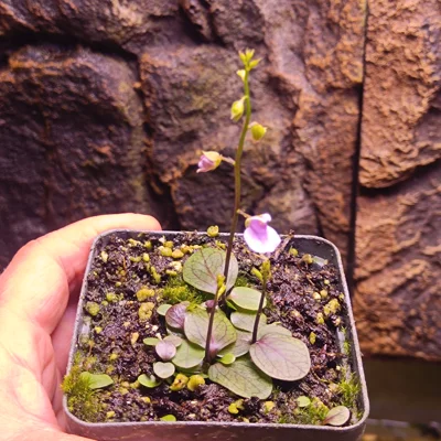 Utricularia calycifida Asenath Waite