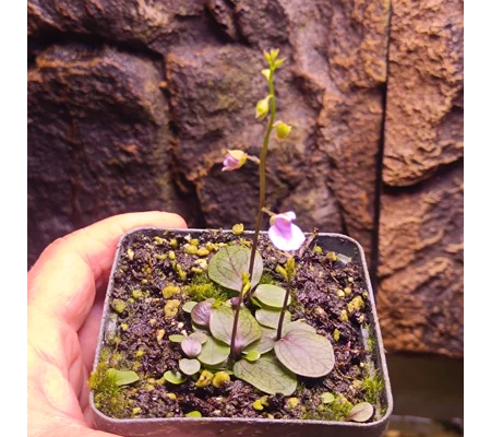 Utricularia calycifida Asenath Waite