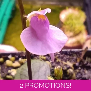 Utricularia calycifida Giant..