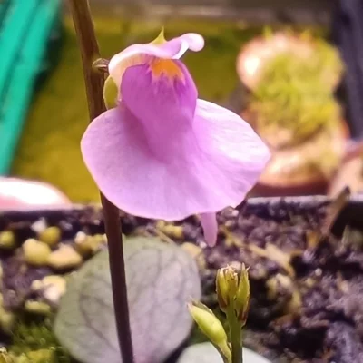 Utricularia calycifida Giant Gran Sabana