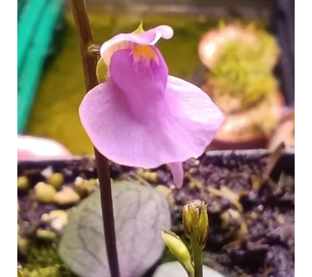Utricularia calycifida Giant Gran Sabana