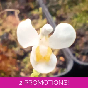 Utricularia nephrophyll..