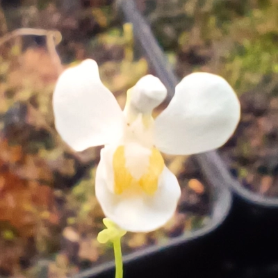 Utricularia nephrophylla White flower
