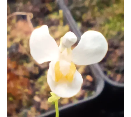 Utricularia nephrophylla White flower