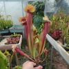 Sarracenia x catesbaei, clone 2