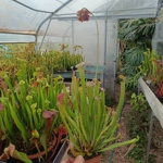 Sarracenia x readii 'FARNHAMII'