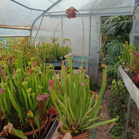 Sarracenia x readii 'FARNHAMII'
