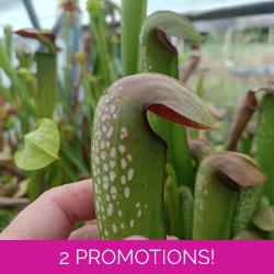 Sarracenia minor var. okefen..