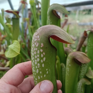 Sarracenia minor var. okefenokeensis, Ware co., Georgia