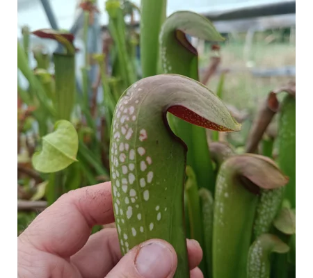 Sarracenia minor var. okefenokeensis, Ware co., Georgia