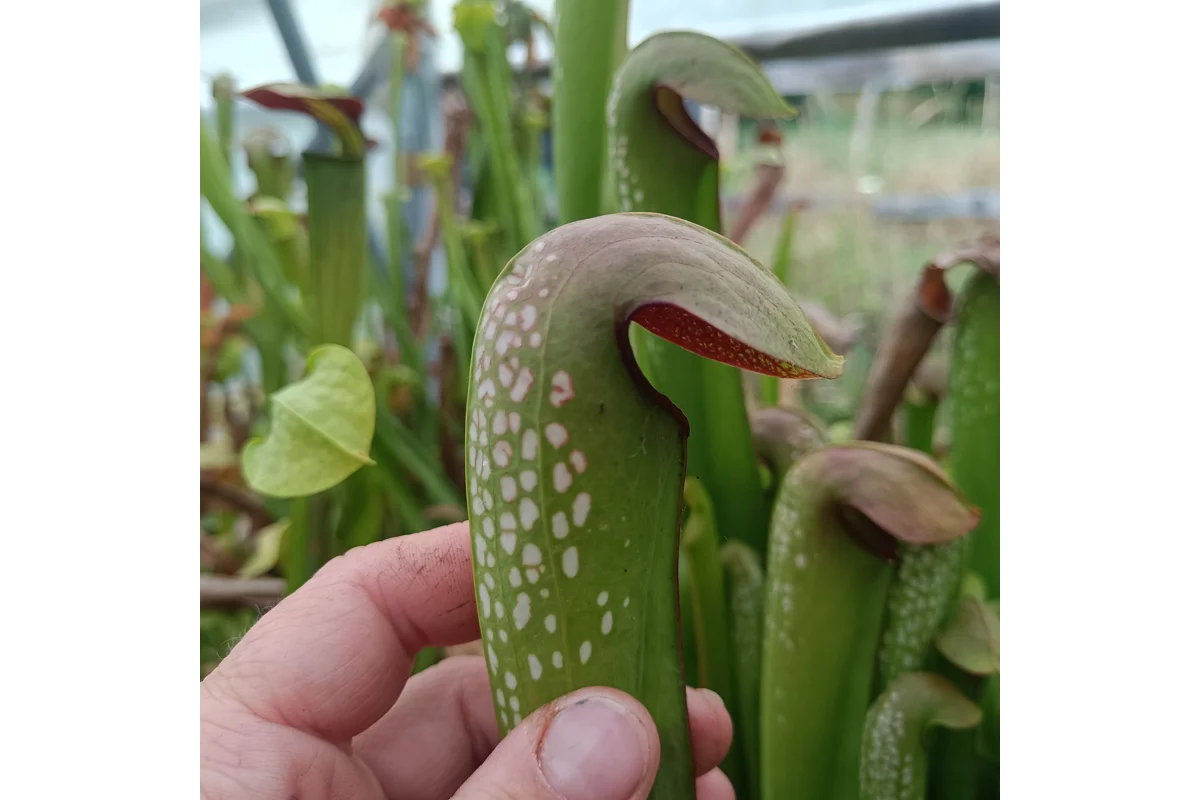 Diversiflora