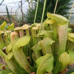 Sarracenia HUMMERS' HAMMERHEAD