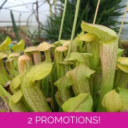 Sarracenia HUMMERS' HAMMERHEAD