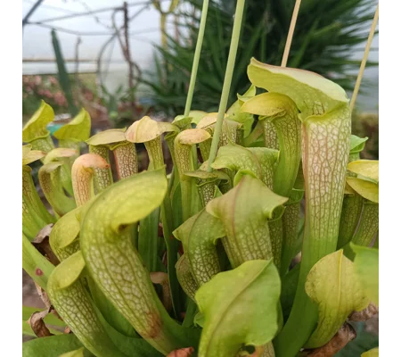 Sarracenia HUMMERS' HAMMERHEAD