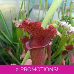 Sarracenia x mitchelliana 'KGB'
