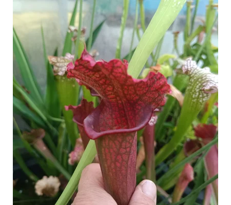 Sarracenia x mitchelliana 'KGB'
