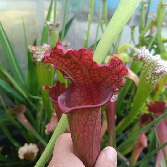 Sarracenia x mitchelliana 'KGB'