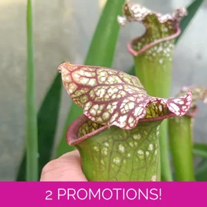 Sarracenia BIG DADDY (l..