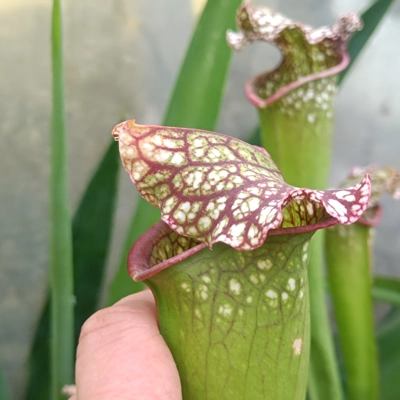 Sarracenia BIG DADDY (leucophylla x oreophylla) x leucophylla