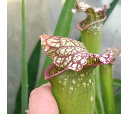 Sarracenia BIG DADDY (leucophylla x oreophylla) x leucophylla