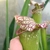 Sarracenia BIG DADDY (leucophylla x oreophylla) .. Sarracenia BIG DADDY (leucophylla x oreophylla) ..