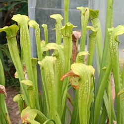 Sarracenia x excellens (S. leucophylla x minor var. okeefe..