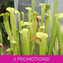 Sarracenia x excellens (S. leucophylla x minor var. okeefe..