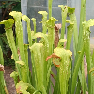 Sarracenia x excellens (S. leucophylla x minor var. okeefenokeensis)