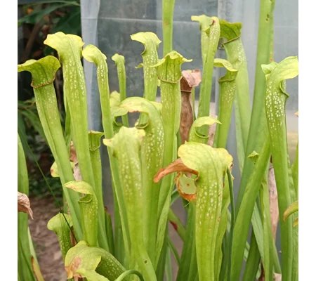 Sarracenia x excellens (S. leucophylla x minor var. okeefenokeensis)