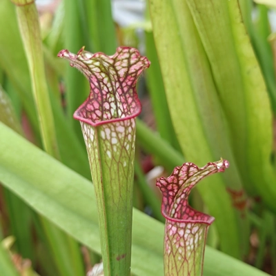 Sarracenia leucophylla L53 MK, pink throat