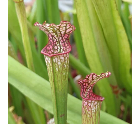 Sarracenia leucophylla L53 MK, pink throat