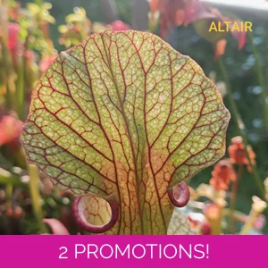Sarracenia ALTAIR, leuc..