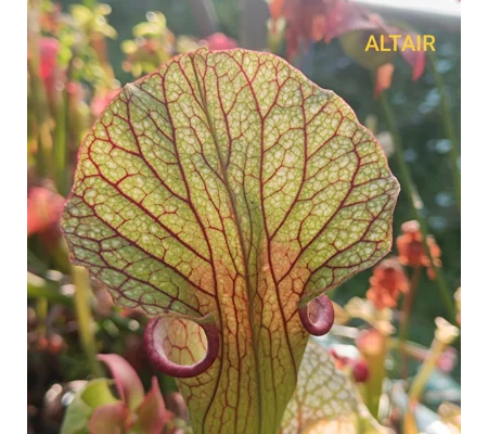 Sarracenia ALTAIR, leucophylla x oreophylla
