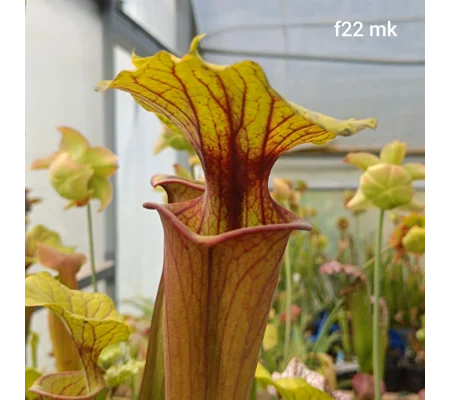 Sarracenia flava var. rubricorpora F22MK, Appalachicola NF, Fl.