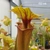 Sarracenia flava var. rubricorpora F22MK, Appala..