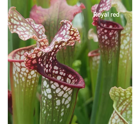 Sarracenia ROYAL RED