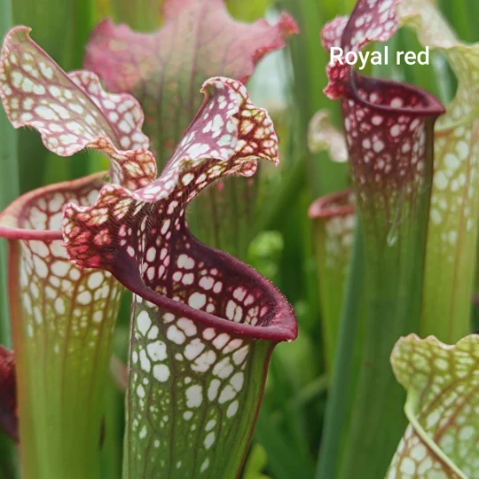 Sarracenia ROYAL RED