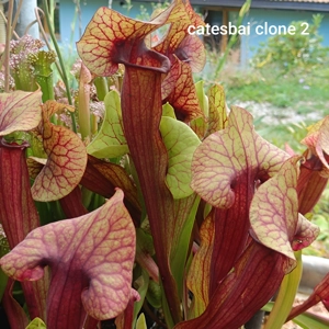 Sarracenia x catesbaei, clon..